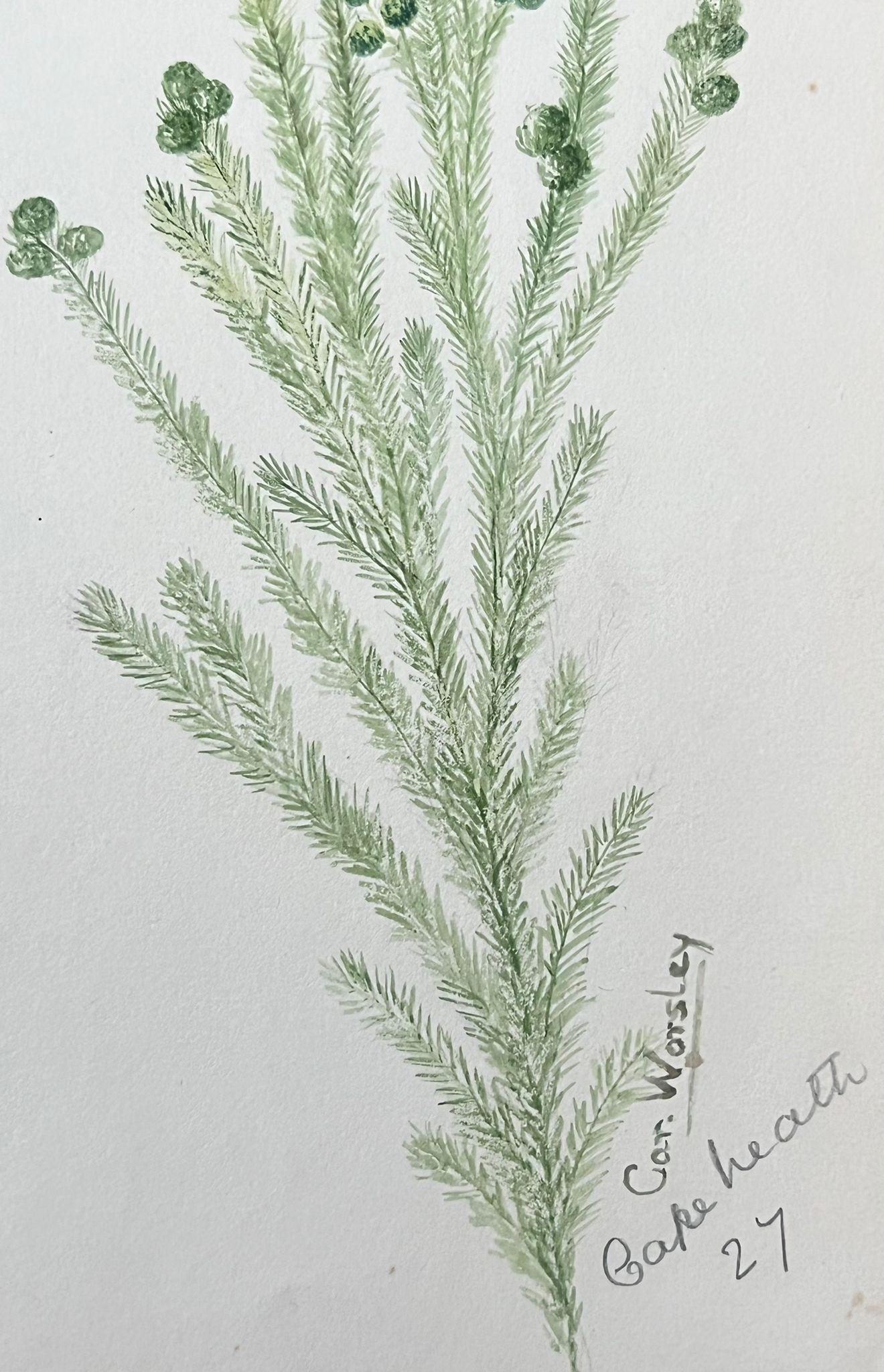 Belle peinture botanique britannique ancienne Styphelia Nesophila Green Plant - Art de Caroline Worsley