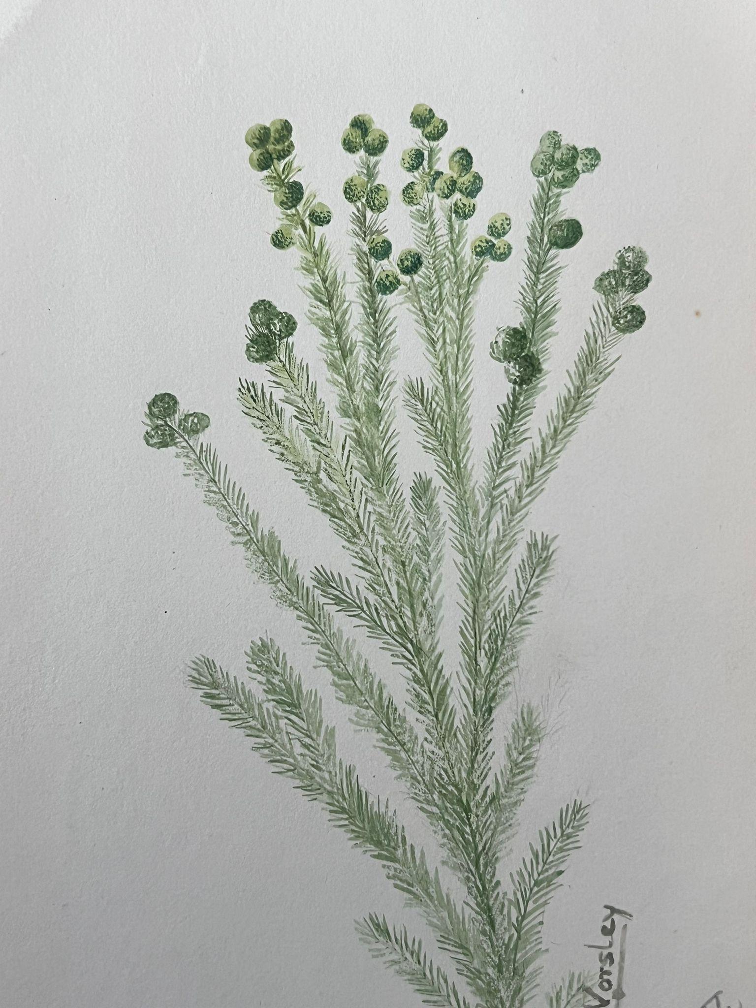 Belle peinture botanique britannique ancienne Styphelia Nesophila Green Plant - Victorien Art par Caroline Worsley