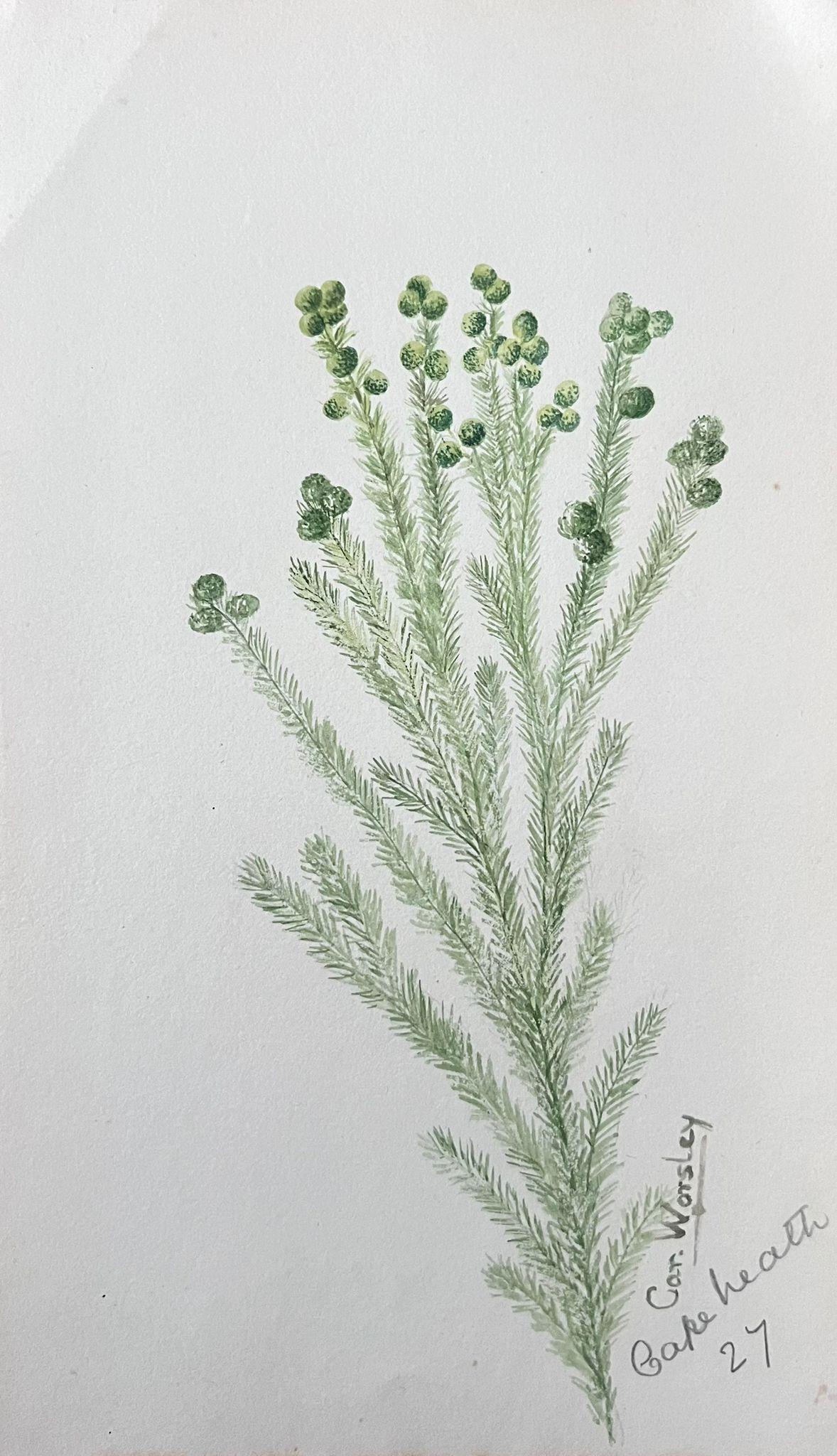 Antikes britisches botanisches Gemälde, Styphelia Nesophila, grüne Pflanze, Styphelia