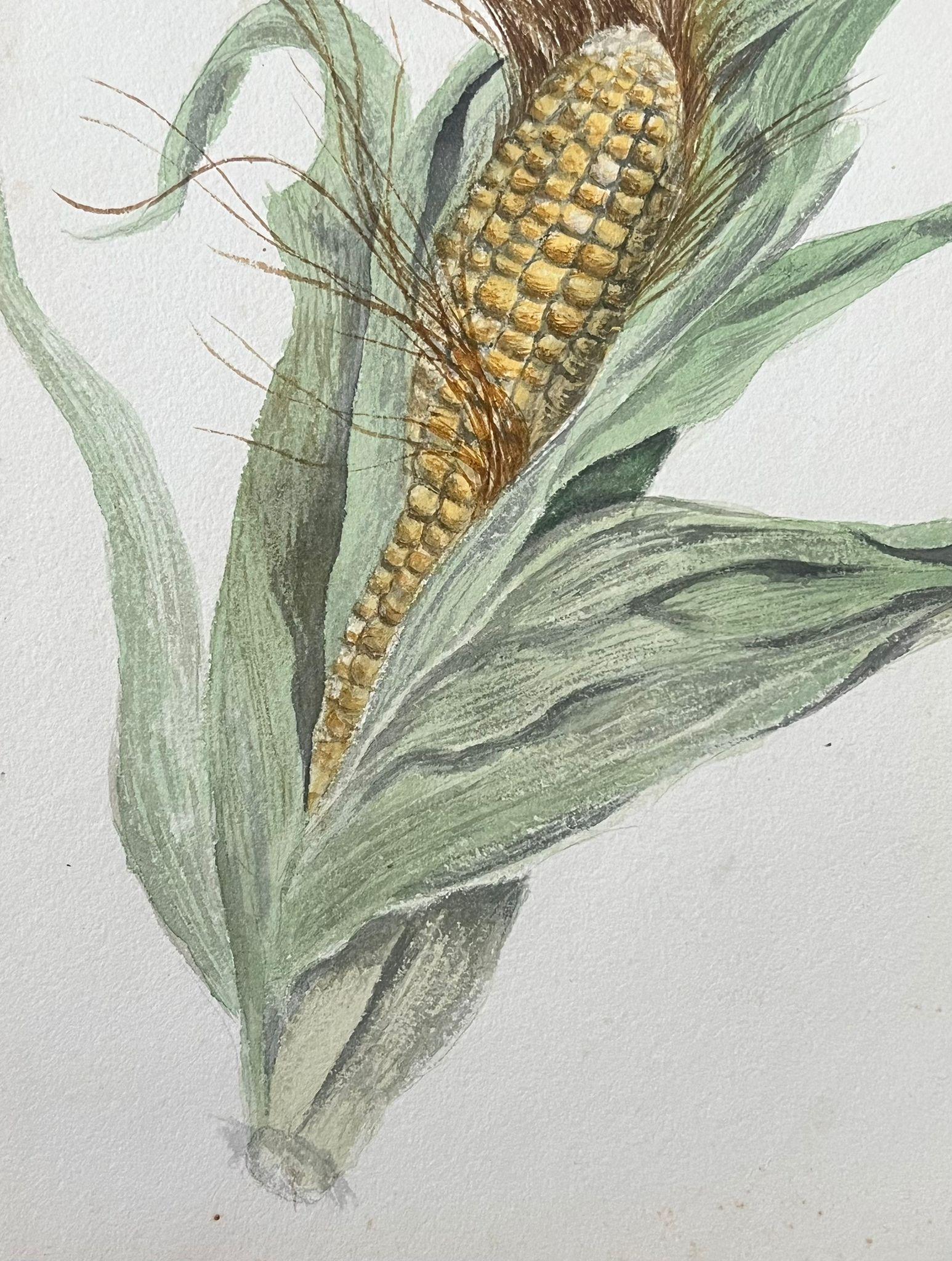Fine Antique British Botanical Painting Sweet Corn Plant - Art by Caroline Worsley