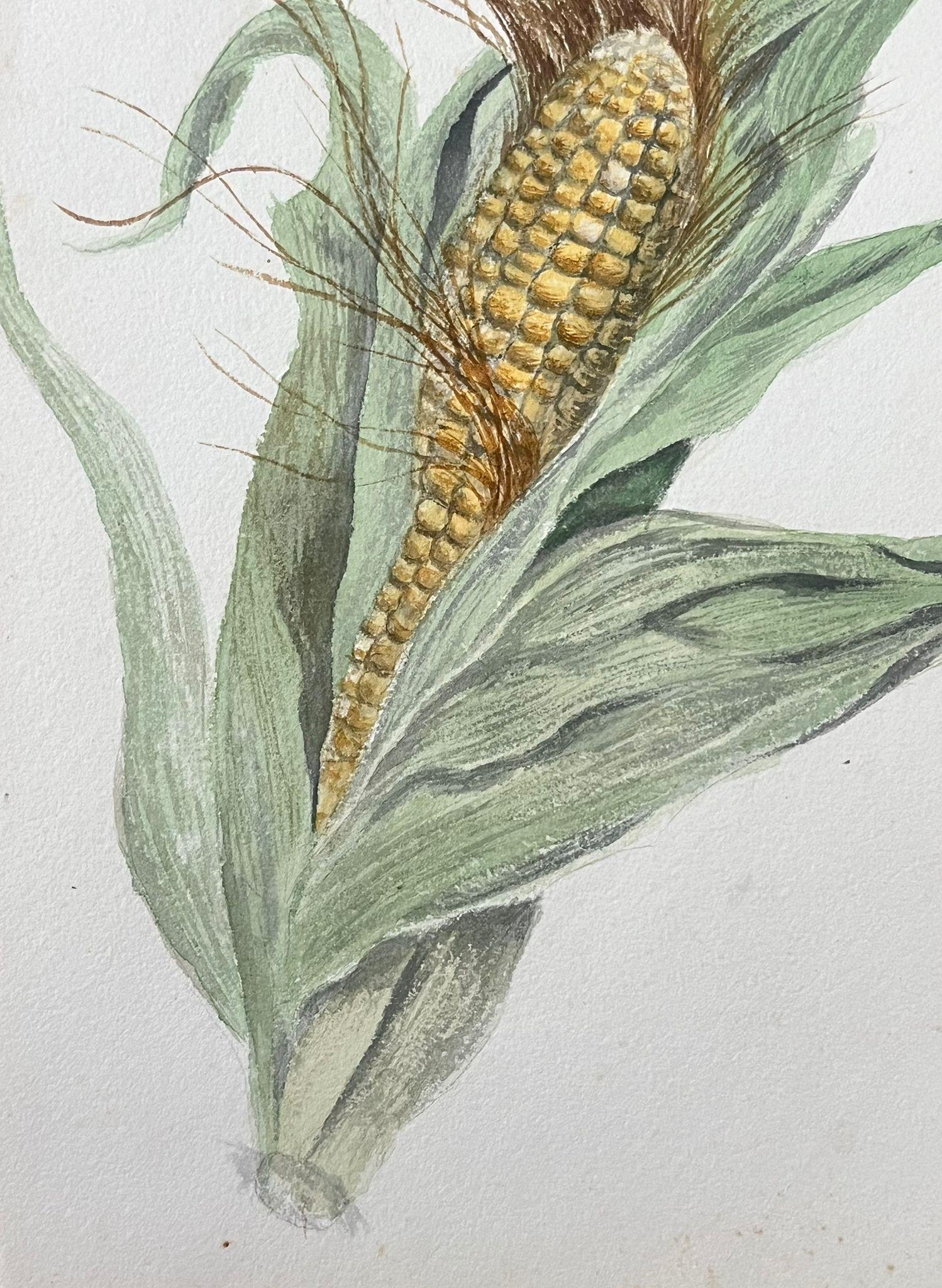 Fine Antique British Botanical Painting Sweet Corn Plant - Victorian Art by Caroline Worsley
