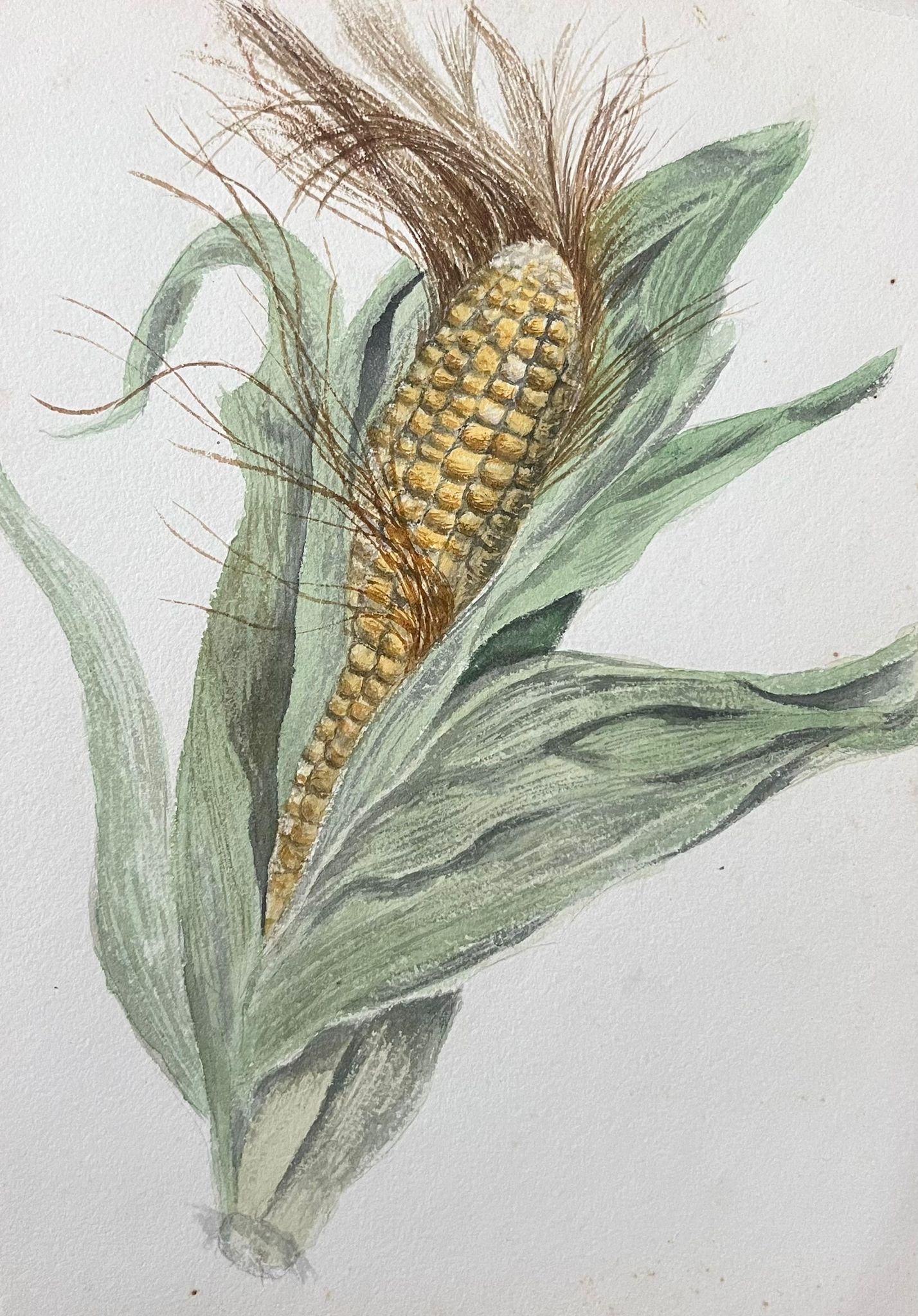Fine Antique British Botanical Painting Sweet Corn Plant
