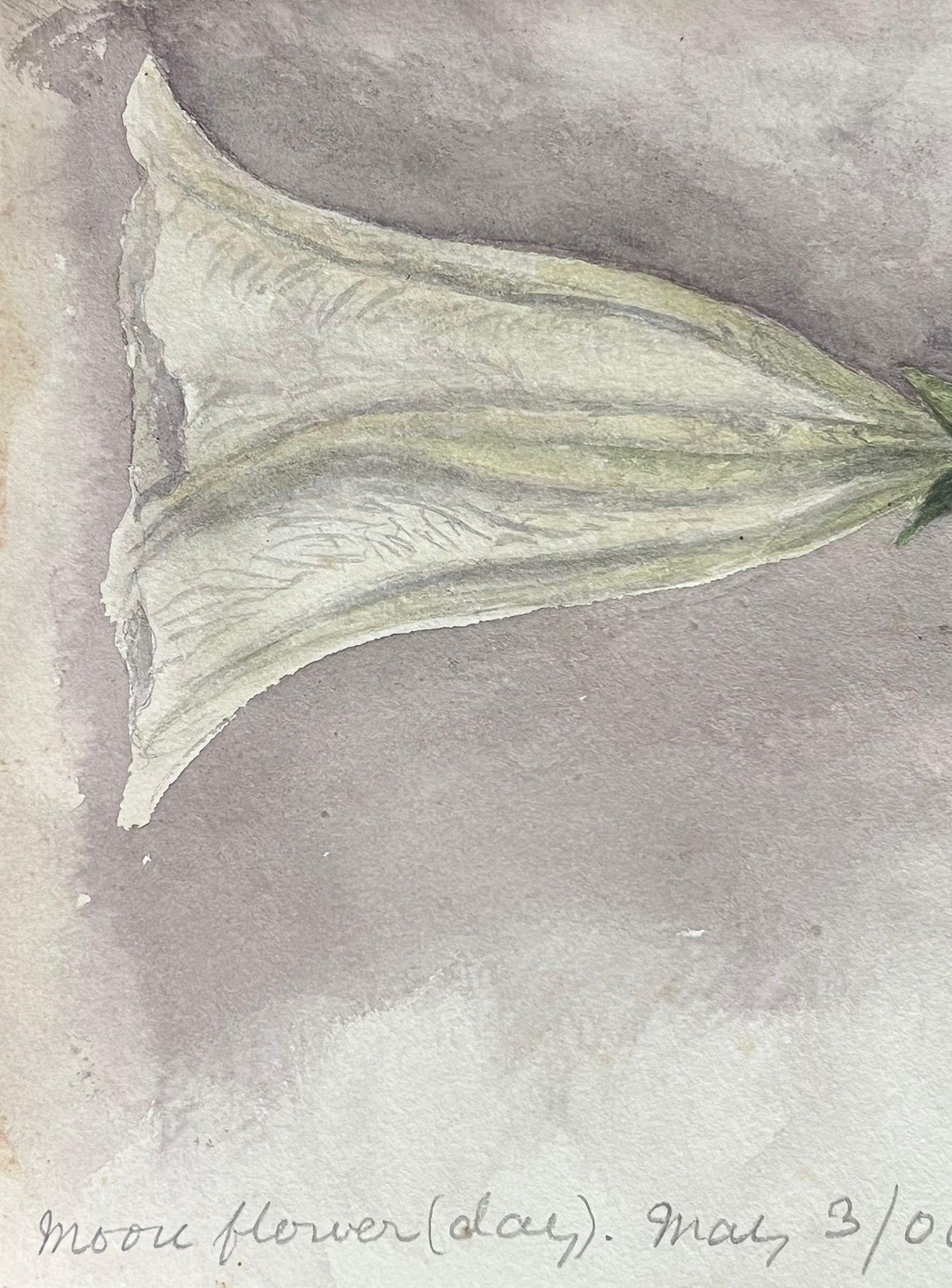 Very fine original antique English botanical watercolour paintings depicting this beautiful depiction of a flower/ plant. The work came to us from a private collection in Surrey, England and had been part of an album of works assembled by the artist