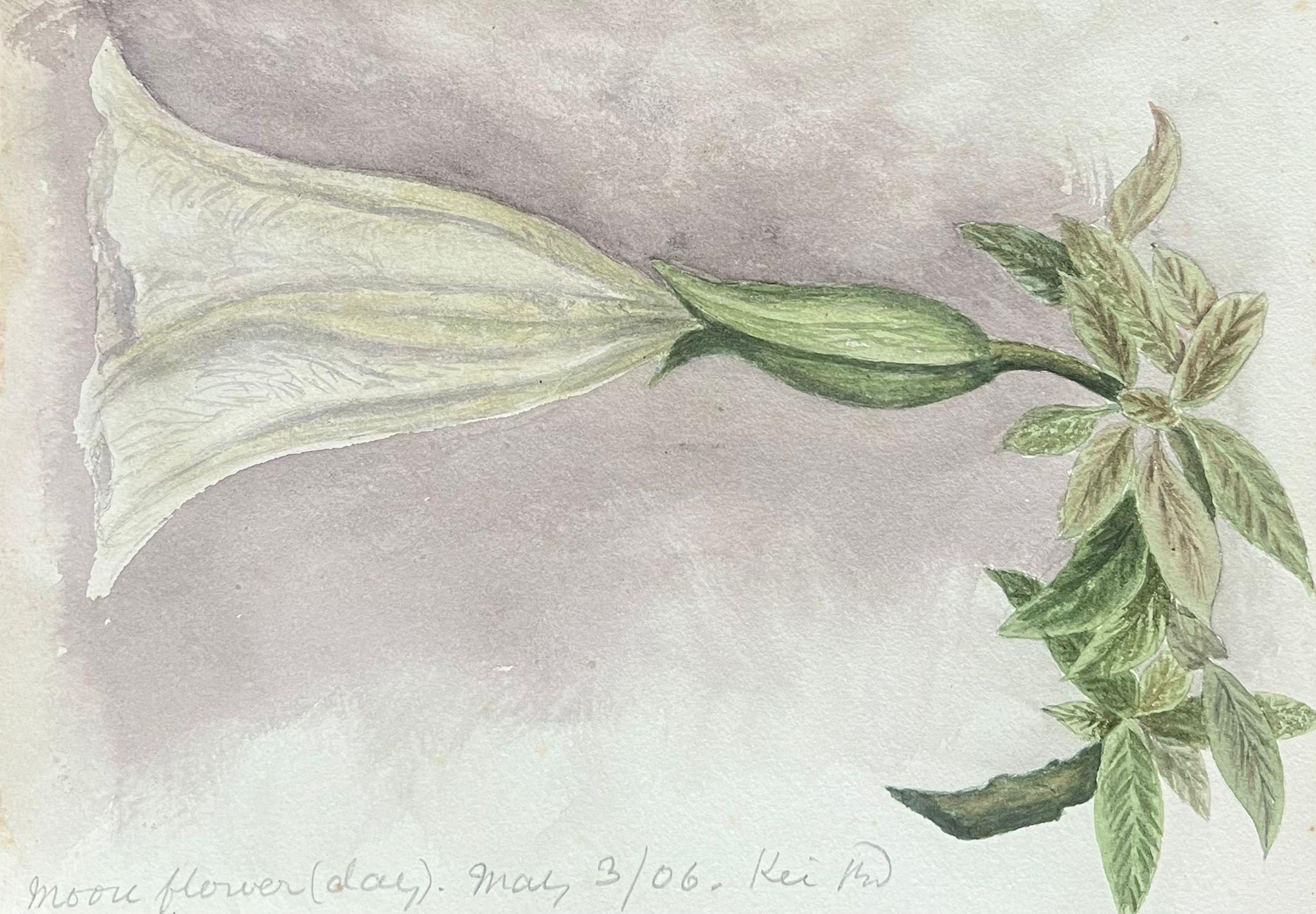Caroline Worsley Still-Life Painting - Fine Antique British Botanical Painting Tropical White Morning-Glory Flower