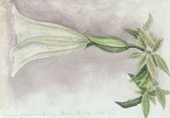 Fine Antique British Botanical Painting Tropical White Morning-Glory Flower