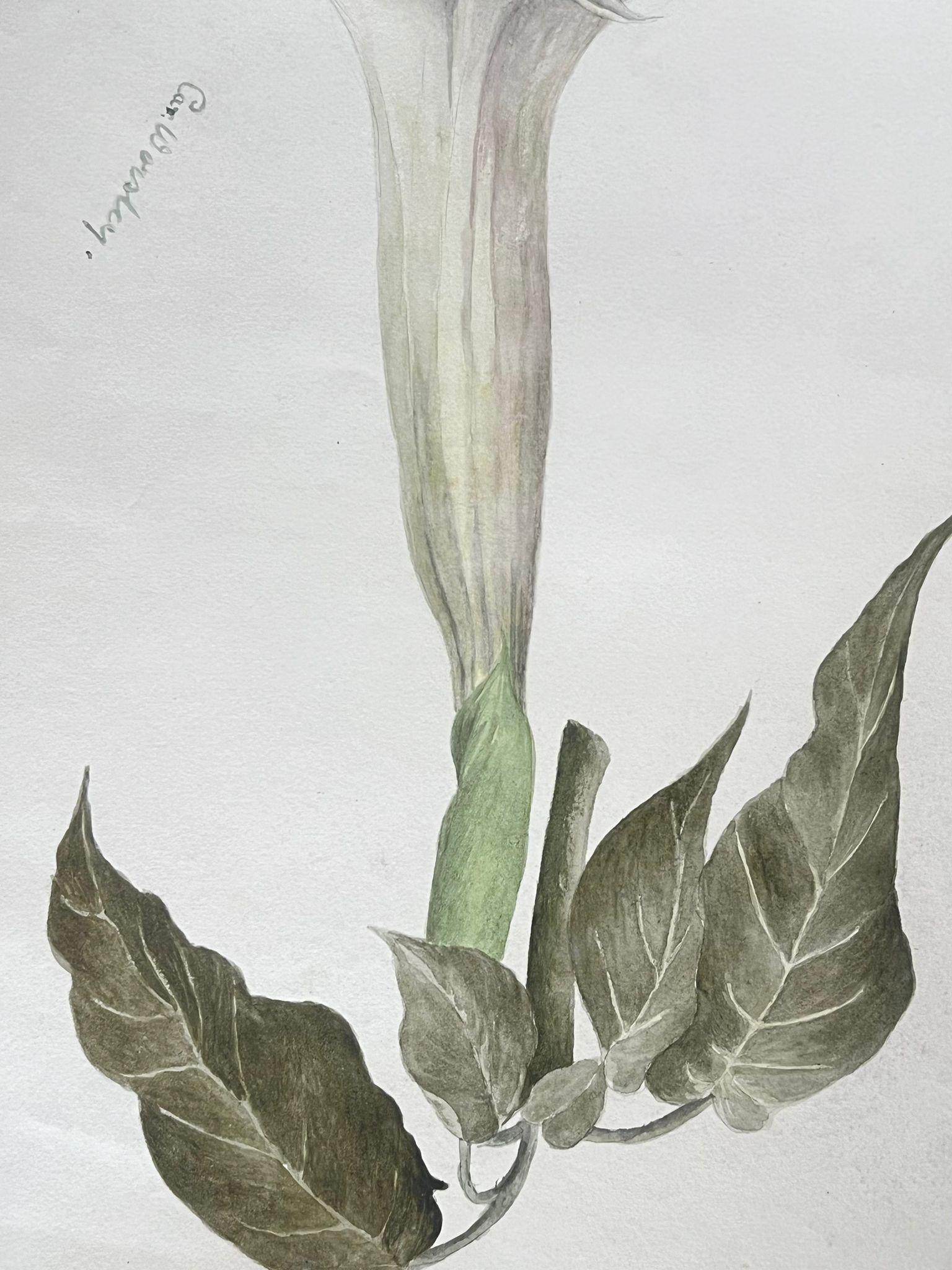 Feines antikes britisches botanisches Gemälde Weiß Brugmansia „Angels Trumpet“ Blume, Weiß – Painting von Caroline Worsley