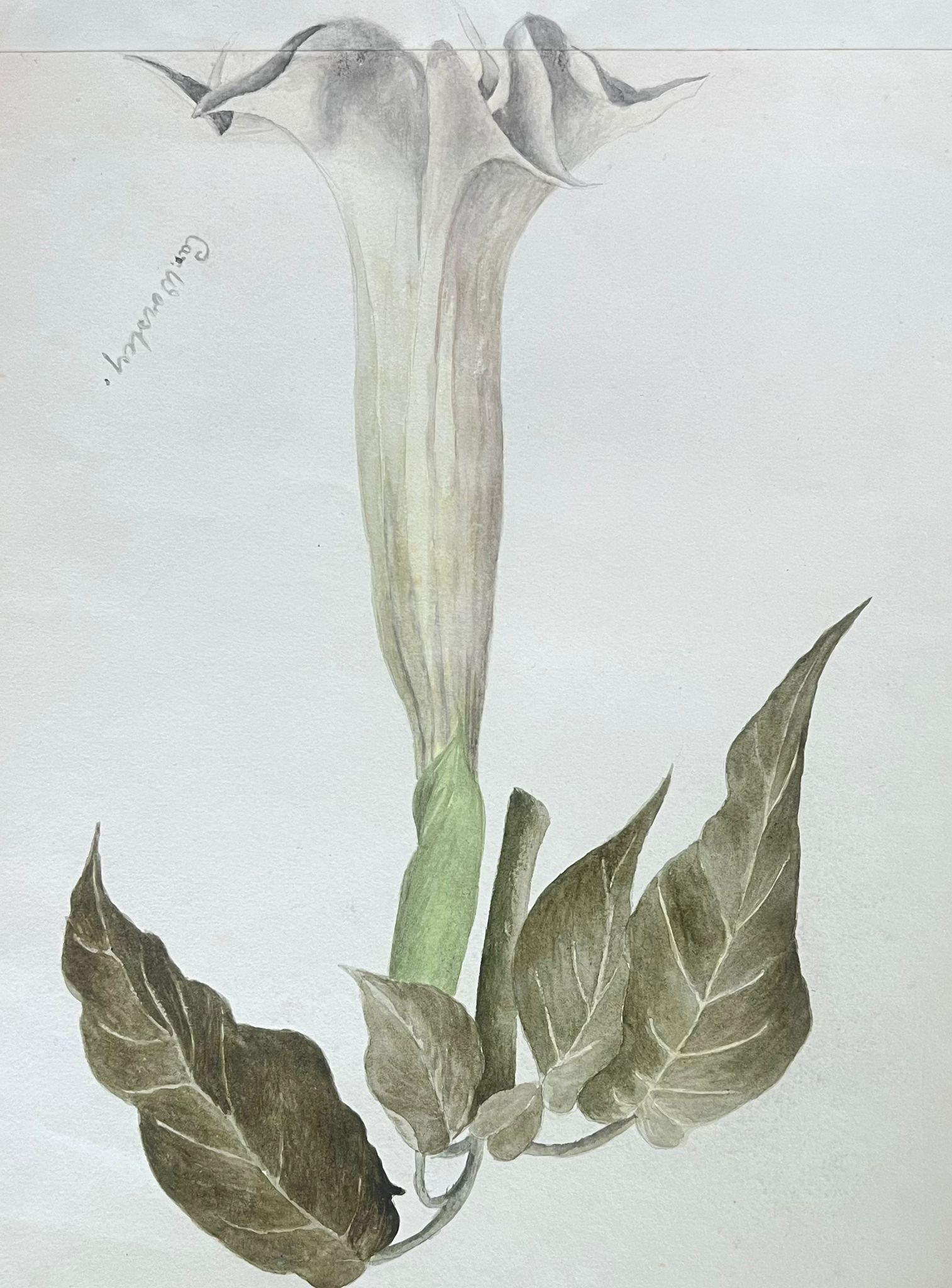 Feines antikes britisches botanisches Gemälde Weiß Brugmansia „Angels Trumpet“ Blume, Weiß (Viktorianisch), Painting, von Caroline Worsley