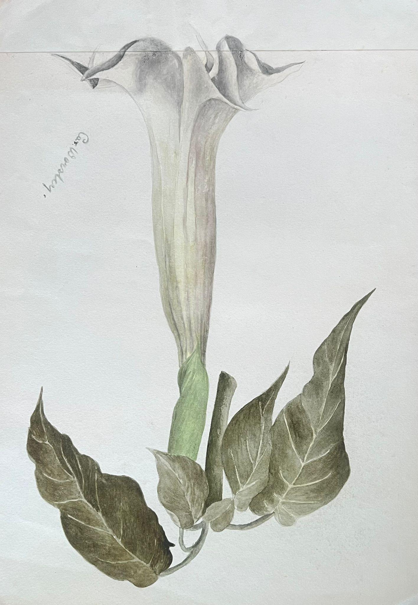 Caroline Worsley Still-Life Painting – Feines antikes britisches botanisches Gemälde Weiß Brugmansia „Angels Trumpet“ Blume, Weiß