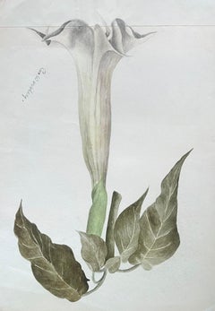 Belle peinture botanique britannique ancienne Brugmansia blanche Fleur d'Angels Trumpet