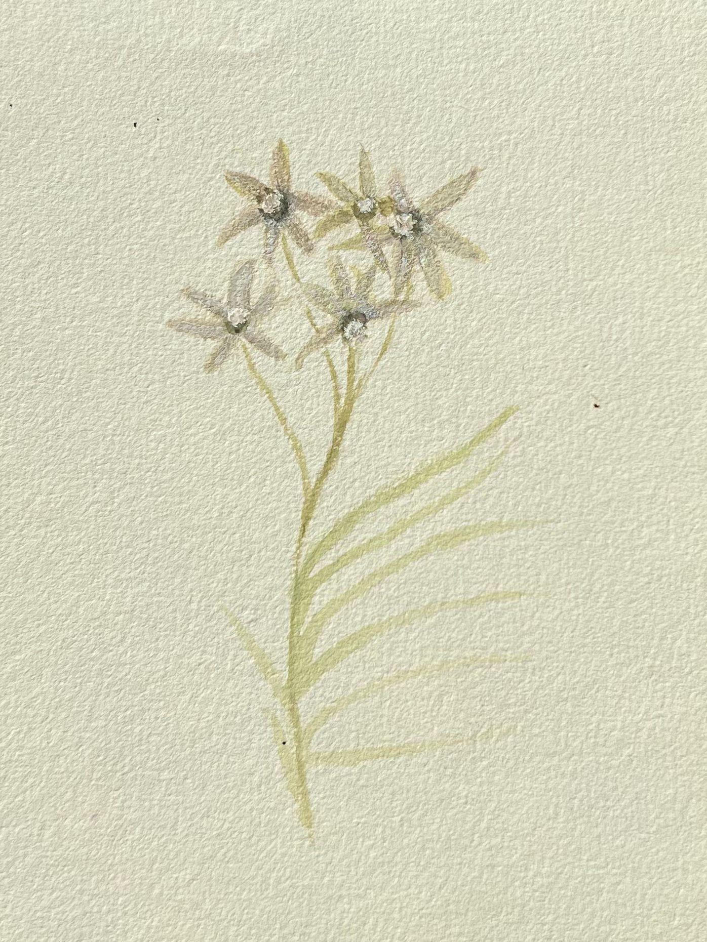 Belle peinture botanique britannique ancienne blanche Centaurium Flower - Art de Caroline Worsley