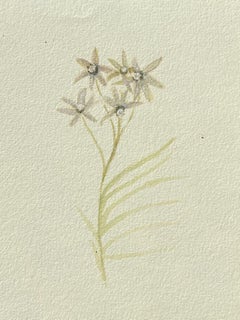 Fine Antique British Botanical Painting White Centaurium Flower
