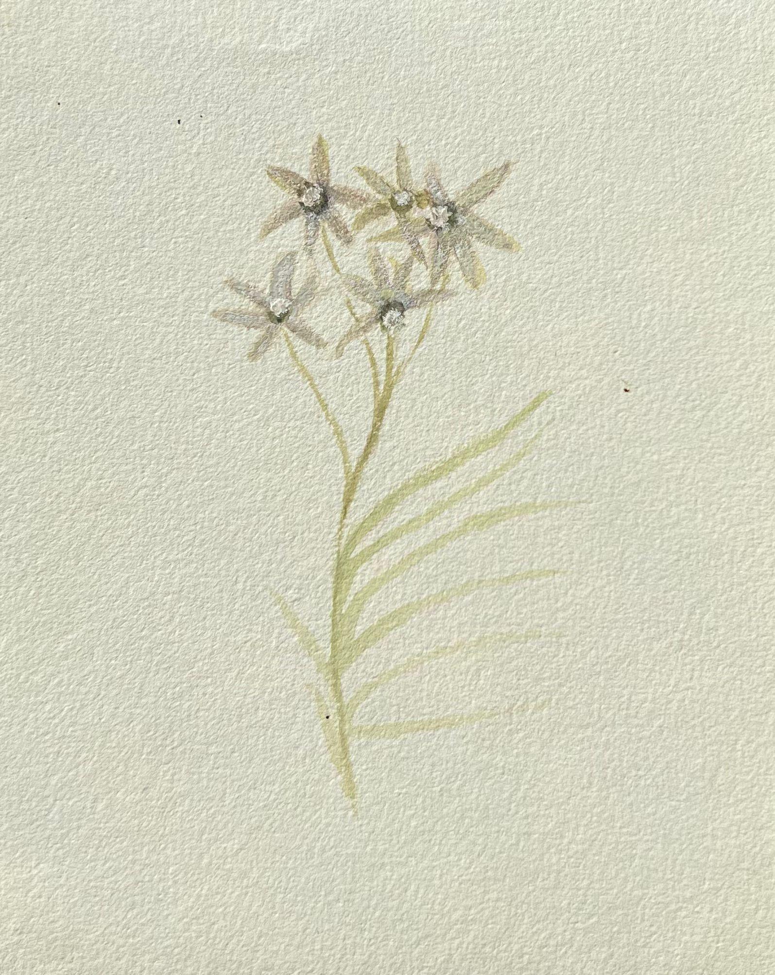 Belle peinture botanique britannique ancienne blanche Centaurium Flower