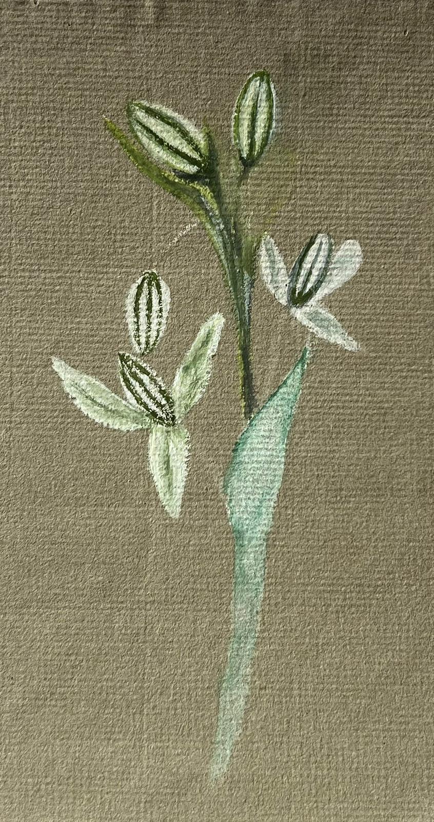 Antikes britisches botanisches Gemälde mit weißer Blumenpflanze, antik