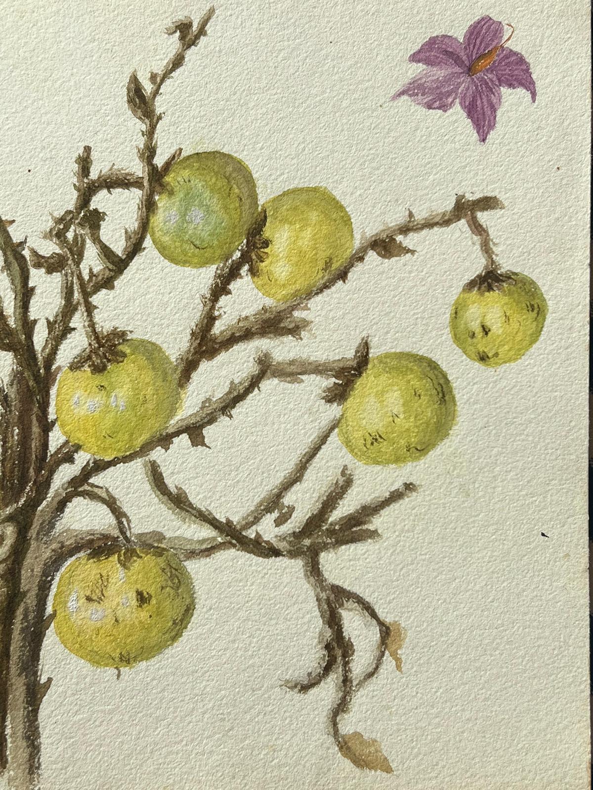 Fine Antique British Botanical Painting Wild Gooseberries On Vine Plant For Sale 1
