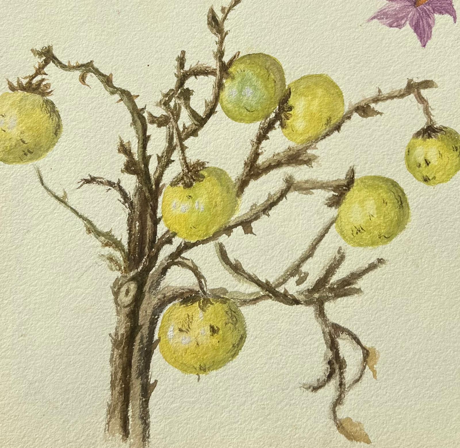 Fine Antique British Botanical Painting Wild Gooseberries On Vine Plant For Sale 2