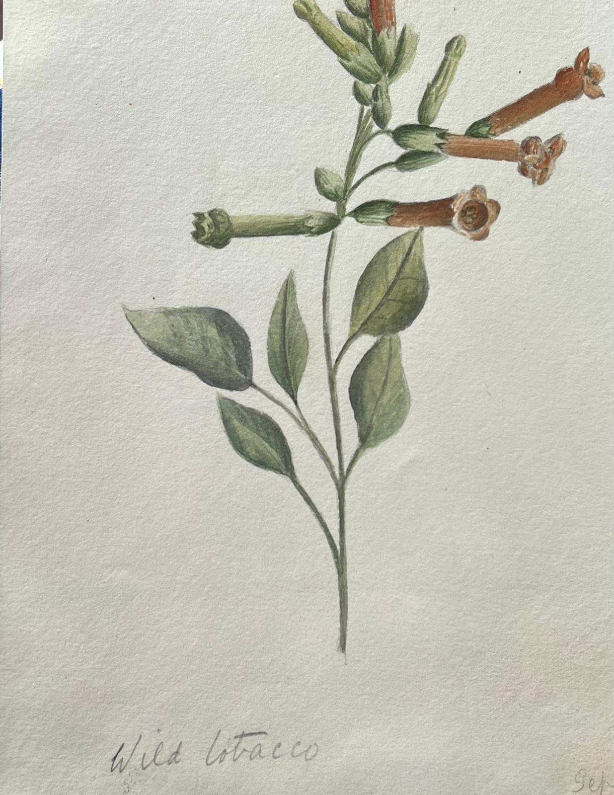Belle peinture botanique britannique ancienne Plante de tabac sauvage - Painting de Caroline Worsley