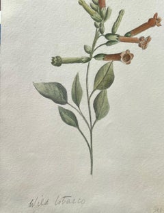 Fine Antique British Botanical Painting Wild Tobacco Plant