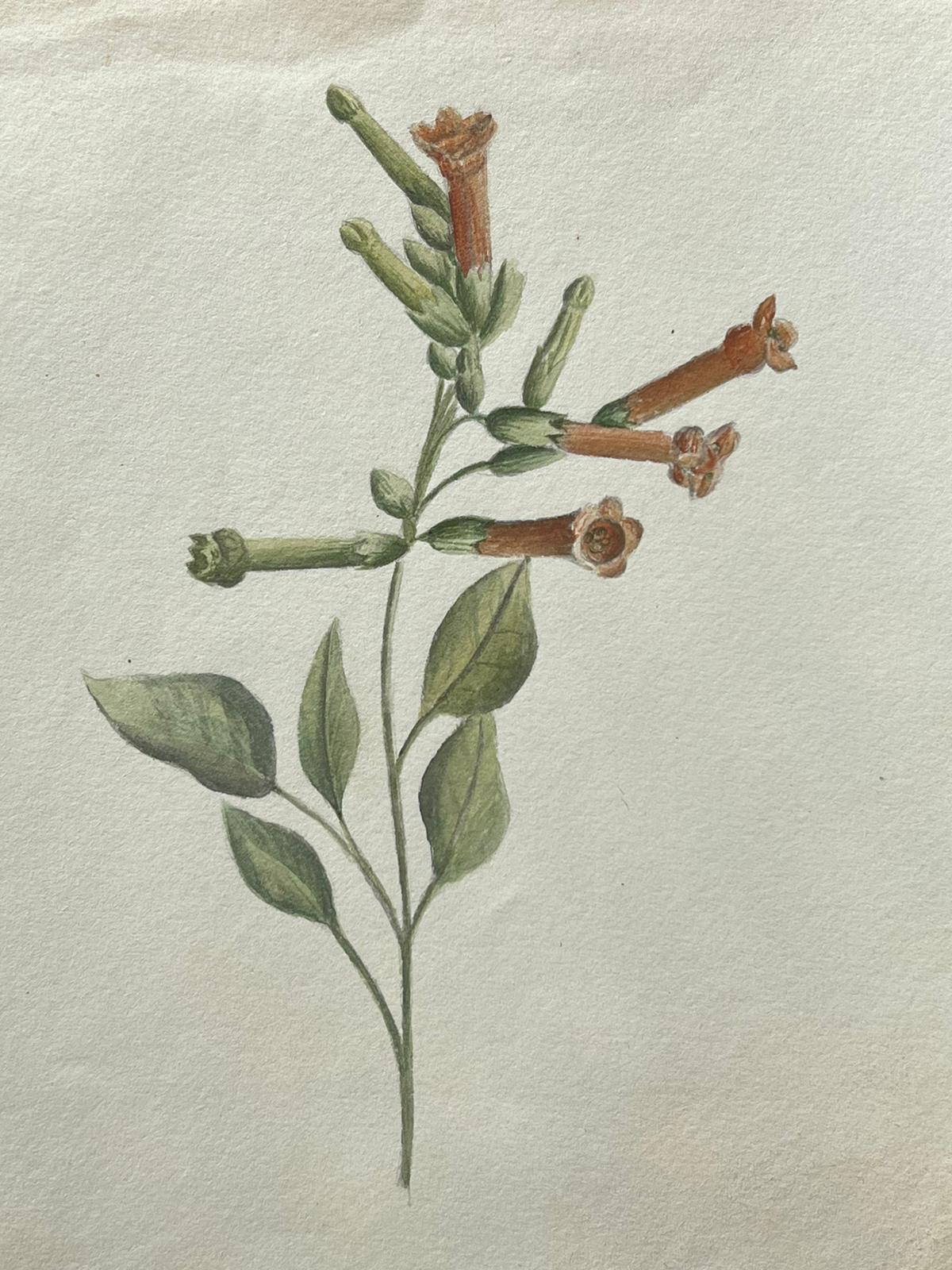 Belle peinture botanique britannique ancienne Plante de tabac sauvage - Victorien Painting par Caroline Worsley