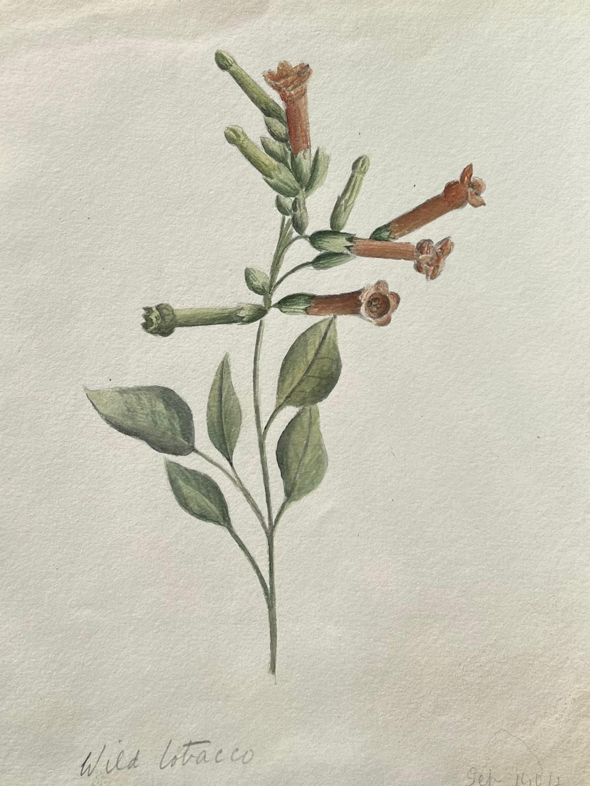 Fine Antique British Botanical Painting Wild Tobacco Plant For Sale 2