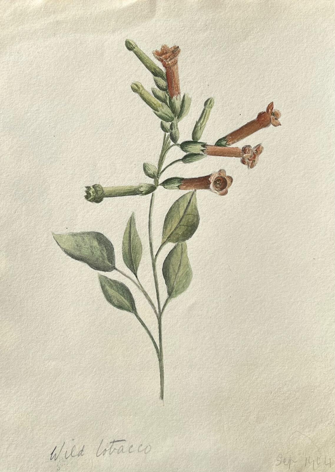 Caroline Worsley Still-Life Painting – Feines antikes britisches botanisches Gemälde, Wild-Tabak-Pflanzgefäß, antik