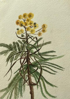 Belle peinture botanique britannique ancienne jaune fleur d'acacia Dealbata