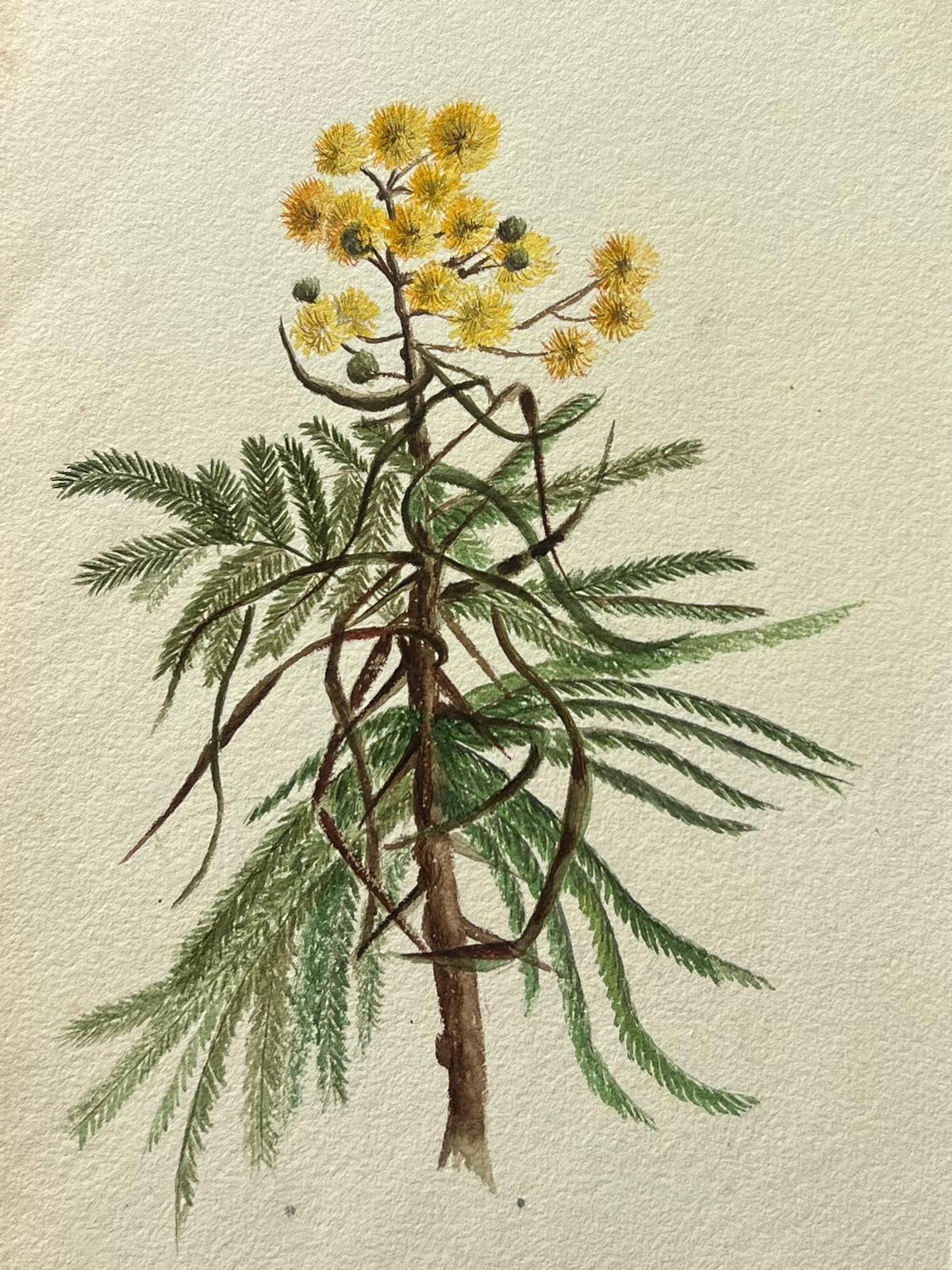Fine Antique British Botanical Painting Yellow Acacia Dealbata Flower For Sale 1
