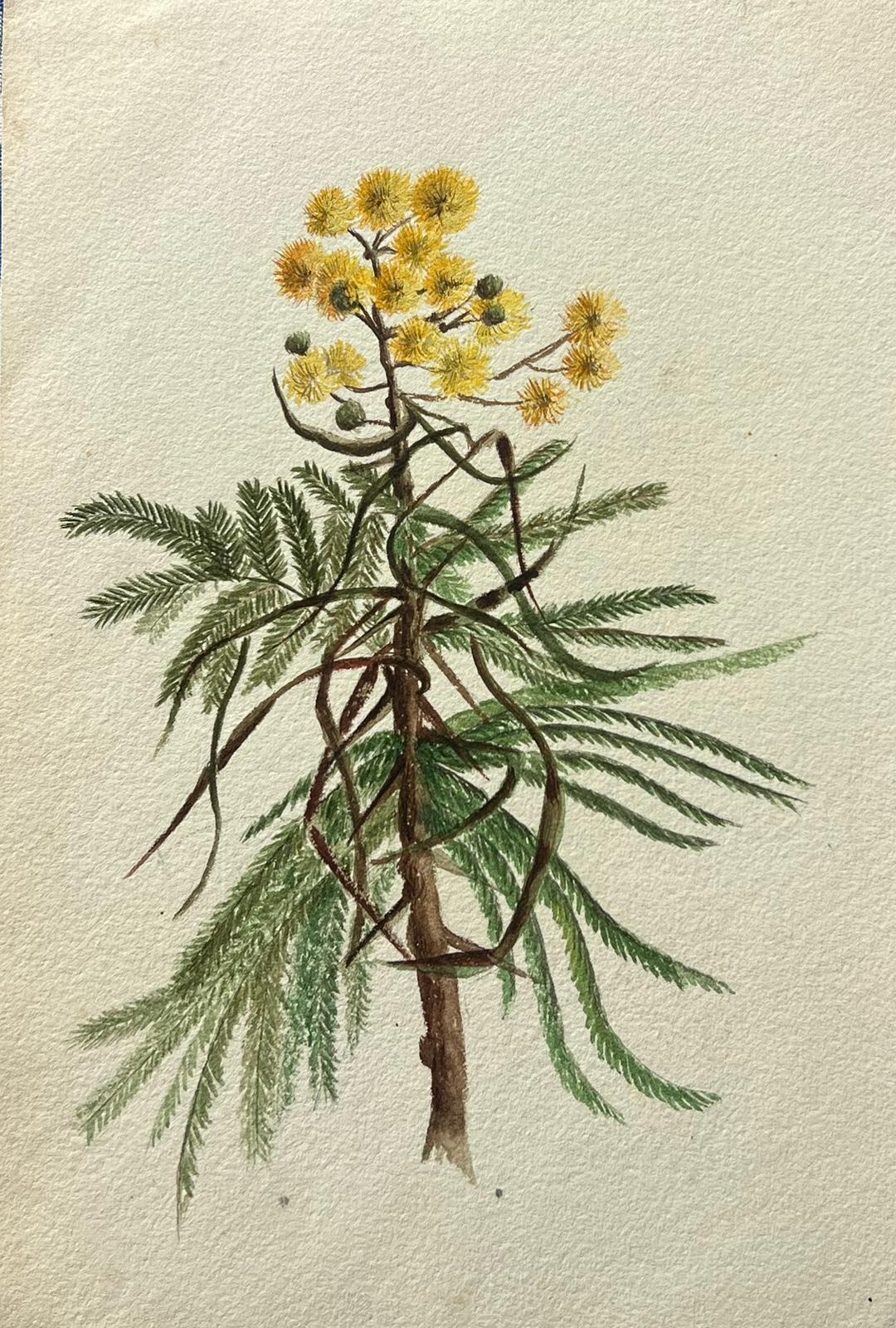 Caroline Worsley Still-Life Painting – Feine antike britische botanische Malerei Gelbe Akazie Dealbata Blume