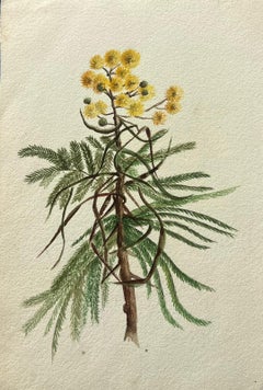 Belle peinture botanique britannique ancienne jaune fleur d'acacia Dealbata