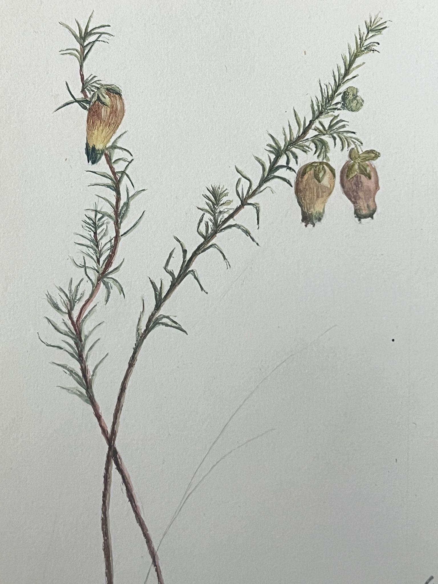 Belle peinture botanique britannique ancienne jaune Aotus Ericoides Flower  - Art de Caroline Worsley