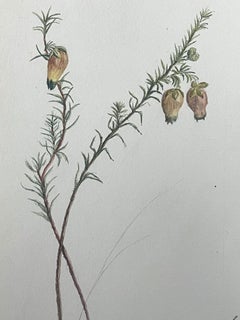 Fine Antique British Botanical Painting Yellow Aotus Ericoides Flower