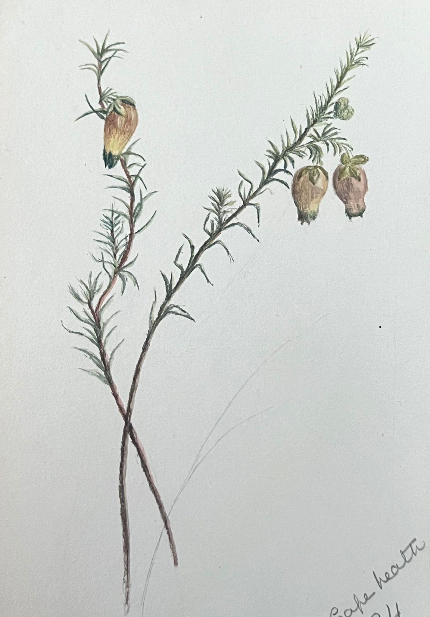 Belle peinture botanique britannique ancienne jaune Aotus Ericoides Flower  - Victorien Art par Caroline Worsley