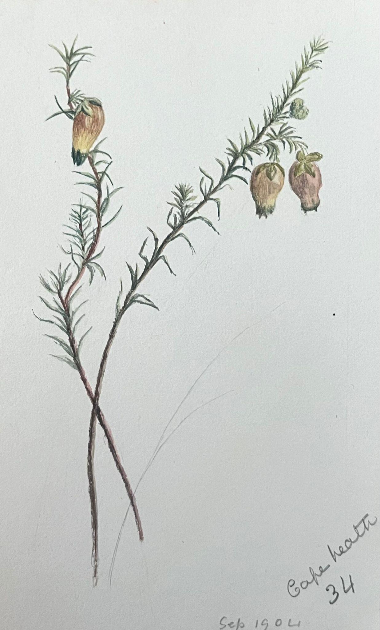 Still-Life Caroline Worsley - Belle peinture botanique britannique ancienne jaune Aotus Ericoides Flower 