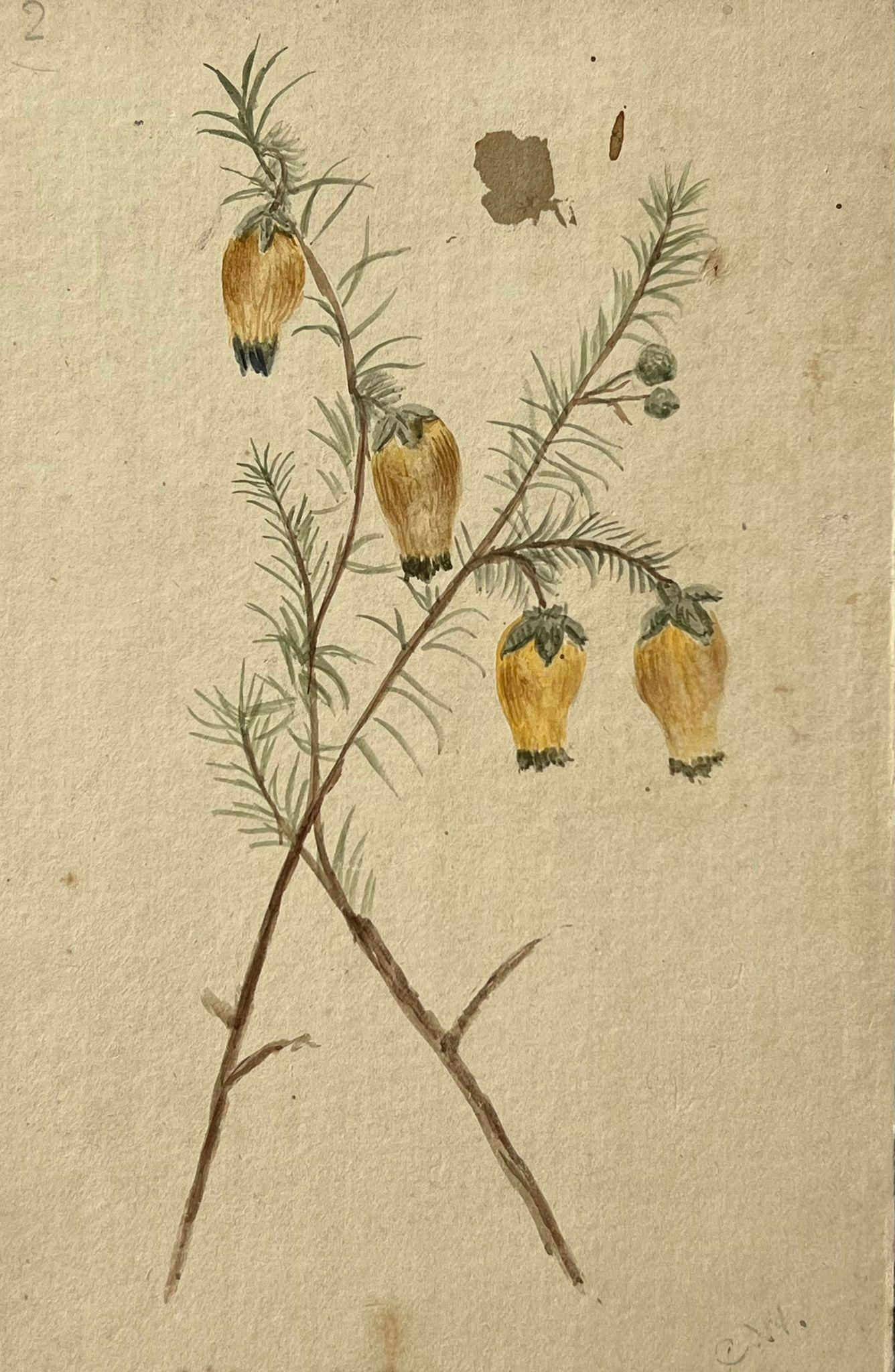 Feine antike britische botanische Malerei Gelb Menziesia Pilosa – Art von Caroline Worsley