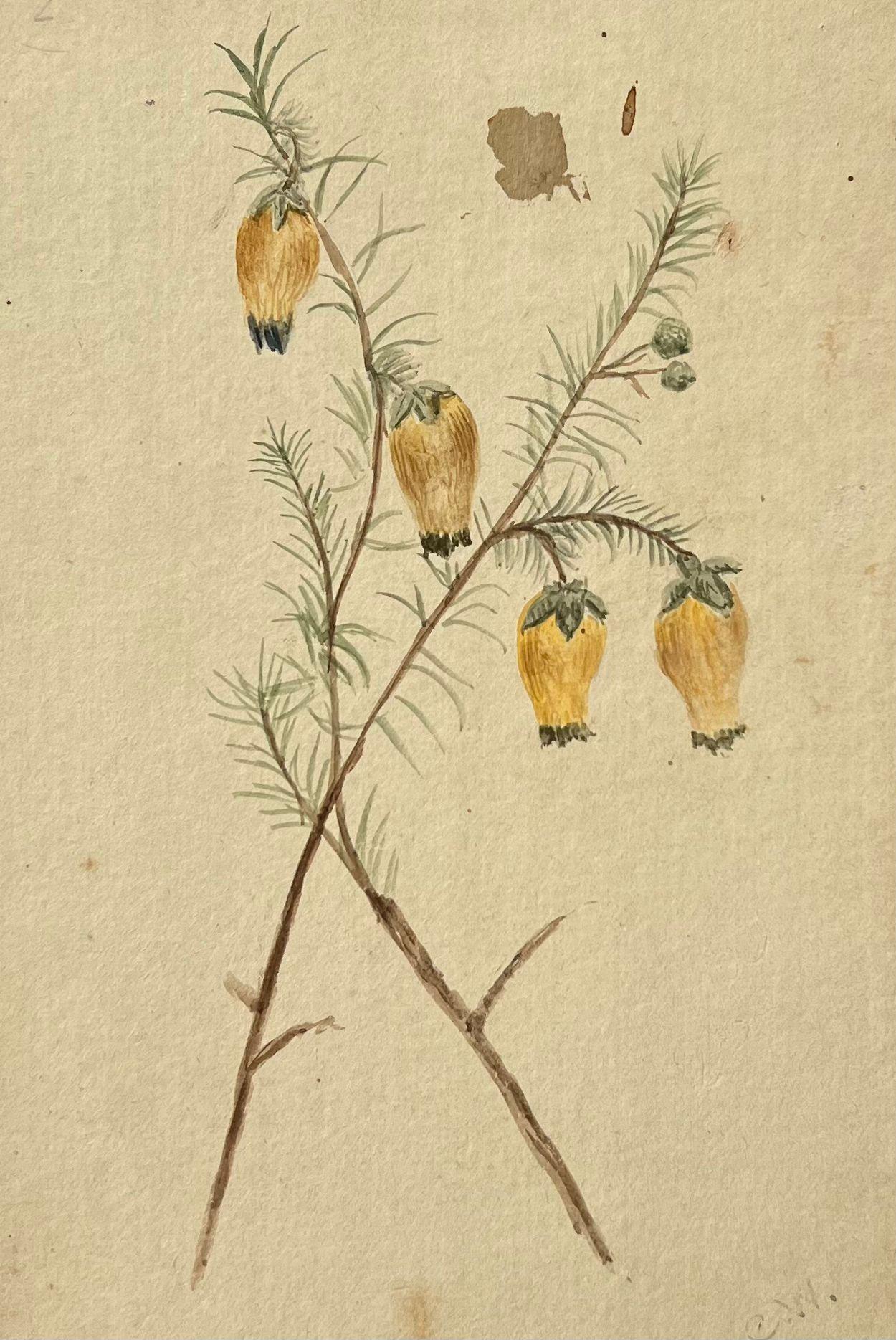 Belle peinture botanique britannique ancienne jaune Menziesia Pilosa - Victorien Art par Caroline Worsley
