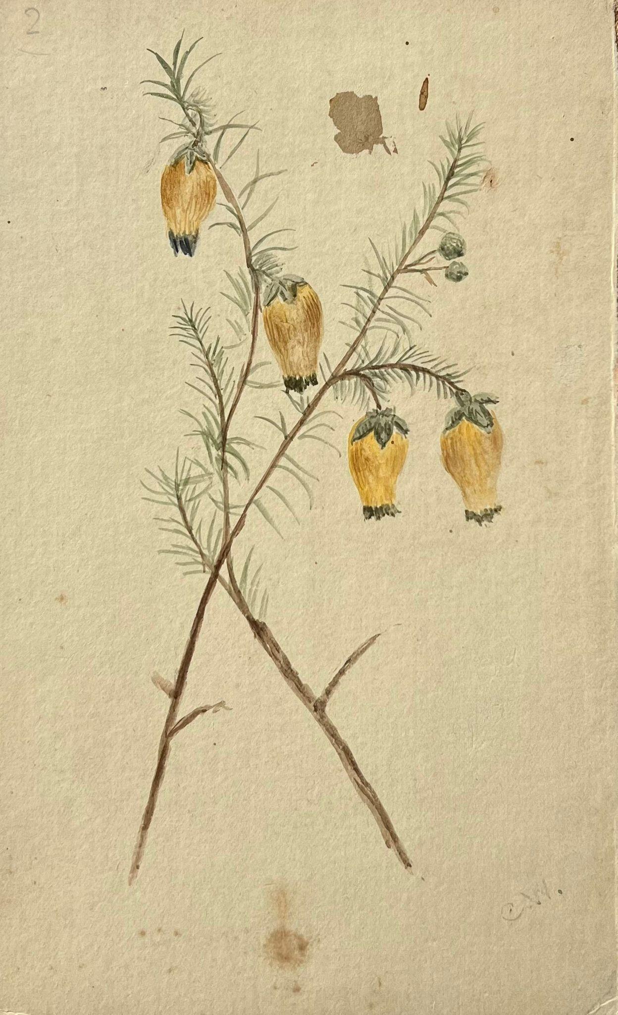 Still-Life Caroline Worsley - Belle peinture botanique britannique ancienne jaune Menziesia Pilosa