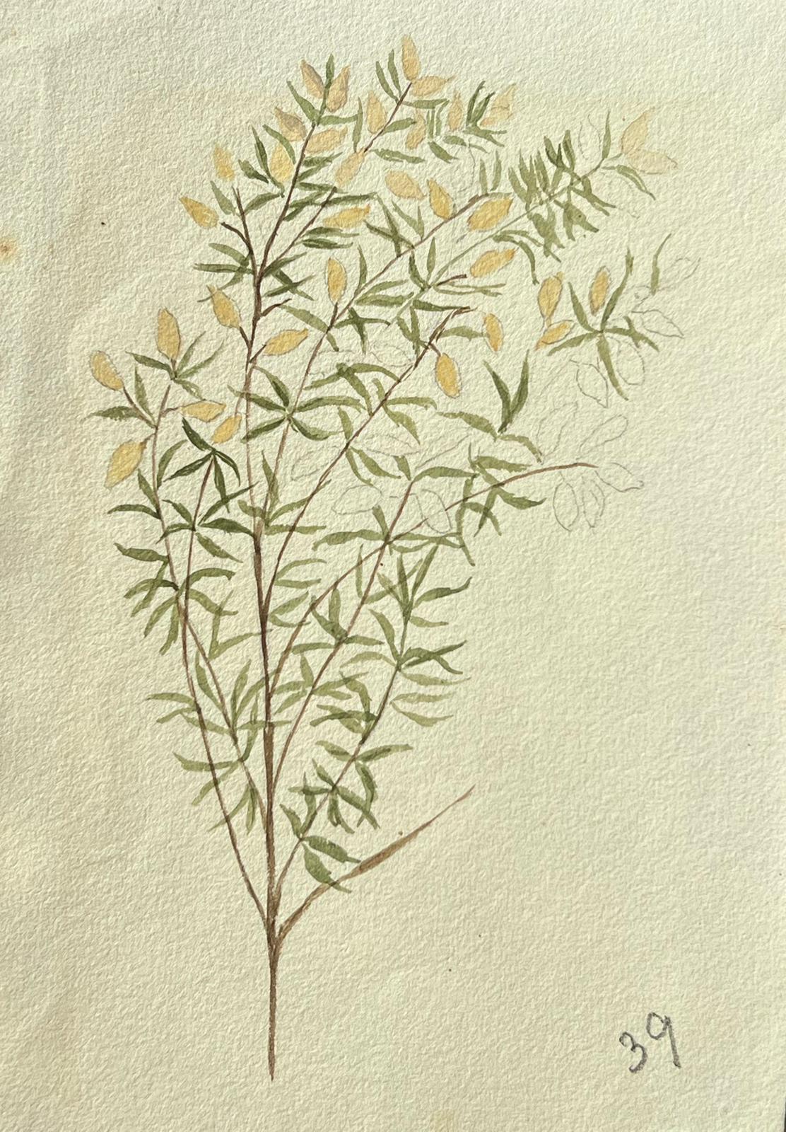 Antikes britisches botanisches Gemälde, gelbe Pflanze auf grüner Weinreben, antik – Painting von Caroline Worsley
