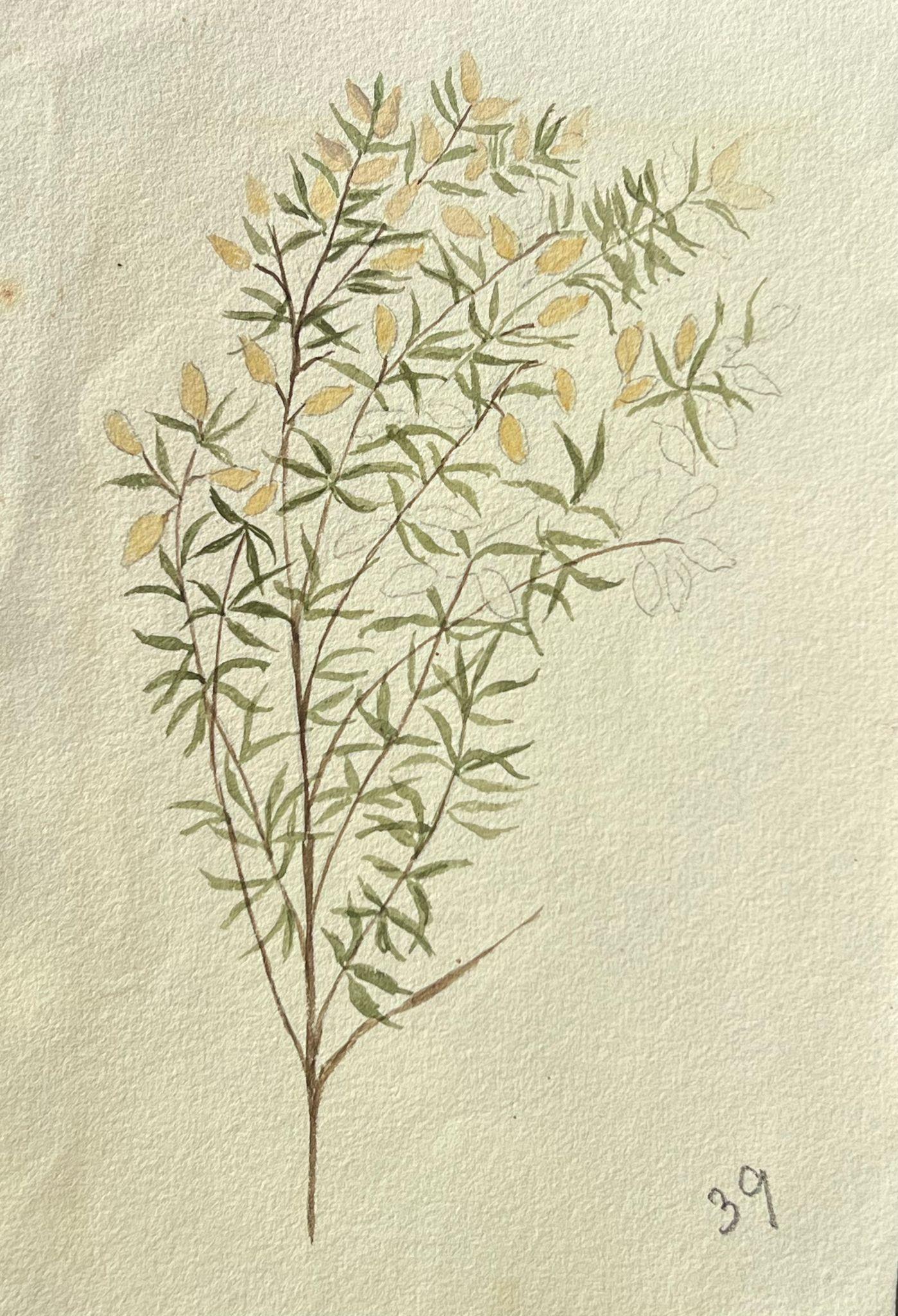 Caroline Worsley Still-Life Painting – Antikes britisches botanisches Gemälde, gelbe Pflanze auf grüner Weinreben, antik