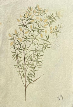 Antikes britisches botanisches Gemälde, gelbe Pflanze auf grüner Weinreben, antik