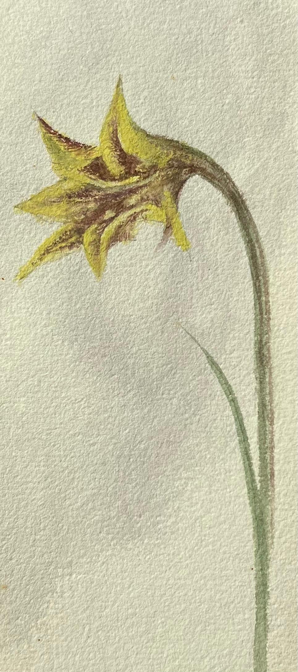 Belle peinture botanique britannique ancienne Yellow Tulipa Celsiana Flower
