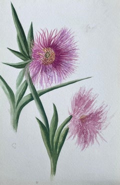 Fine Antique British Botanical Paintings Pink Flower Sketch