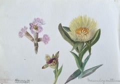 Fine Antique British Botanical Paintings Three Different Flowers Sketch