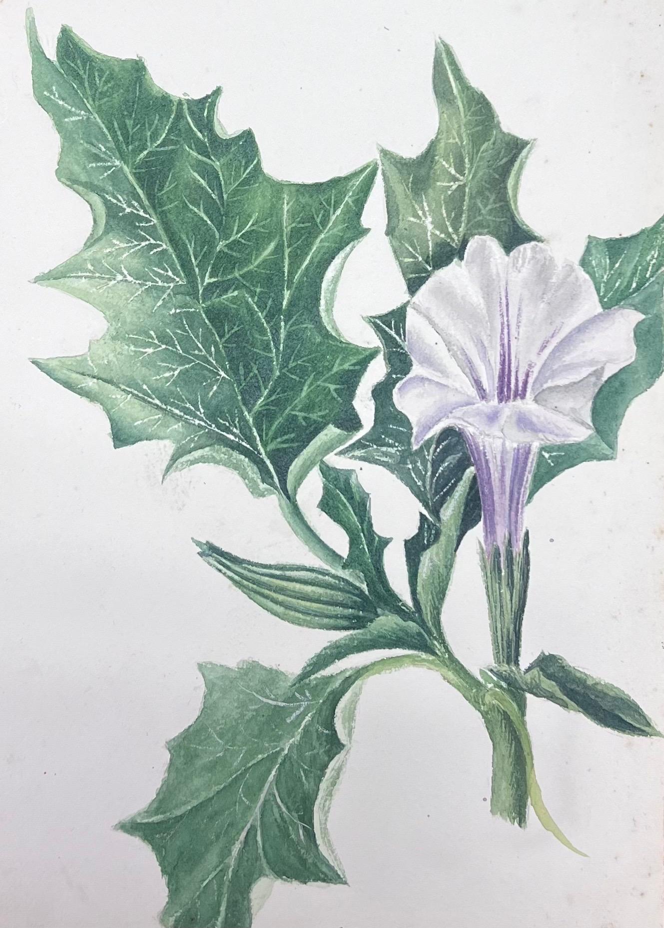 Pintura Botánica Antigua Británica a la Acuarela Flor de Datura Stramonium - Art de Caroline Worsley