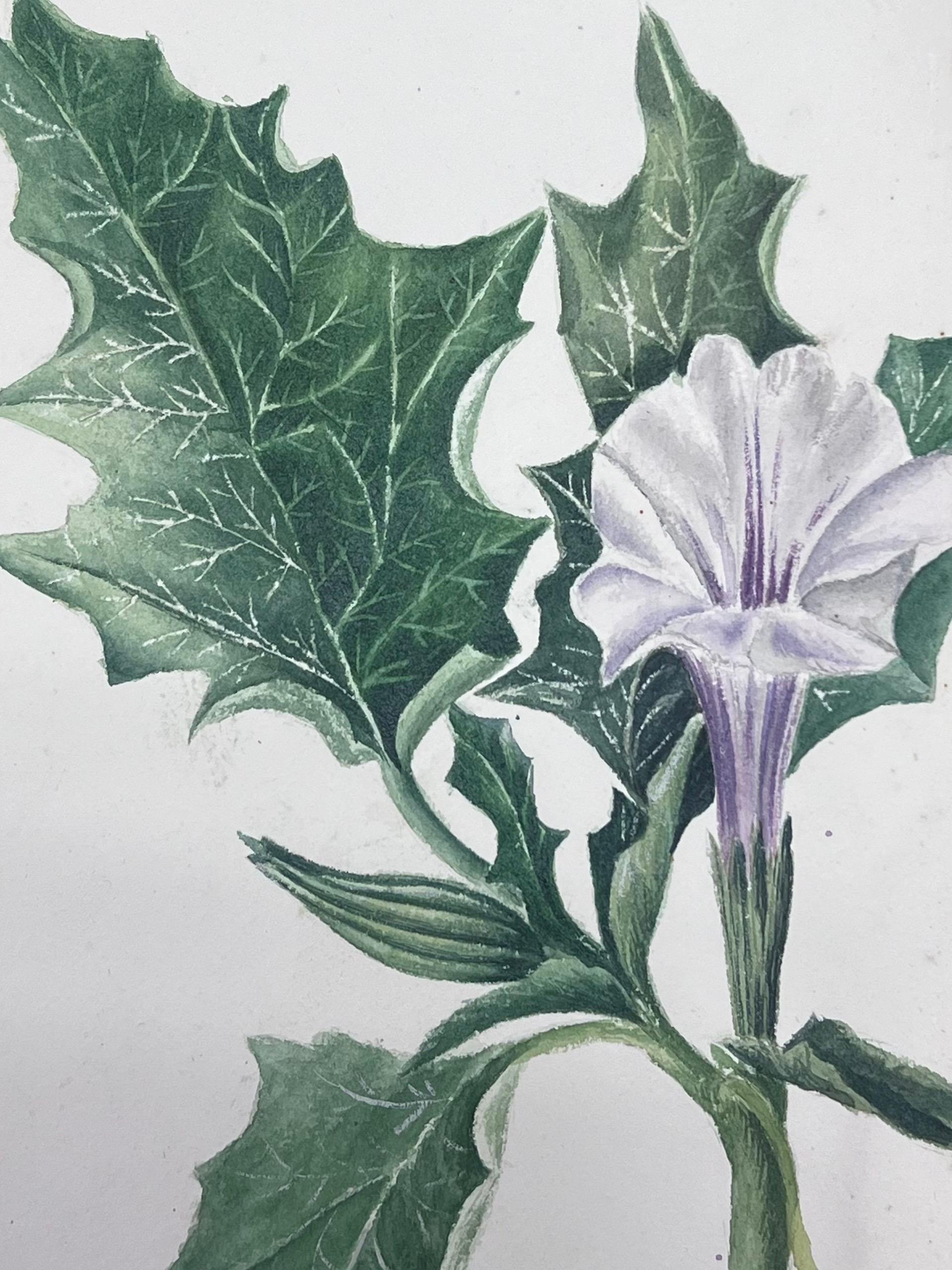 Pintura Botánica Antigua Británica a la Acuarela Flor de Datura Stramonium - Art Victoriano de Caroline Worsley