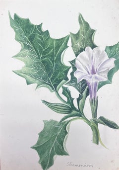 Fine Antique British Botanical Watercolour Painting Datura Stramonium Flower