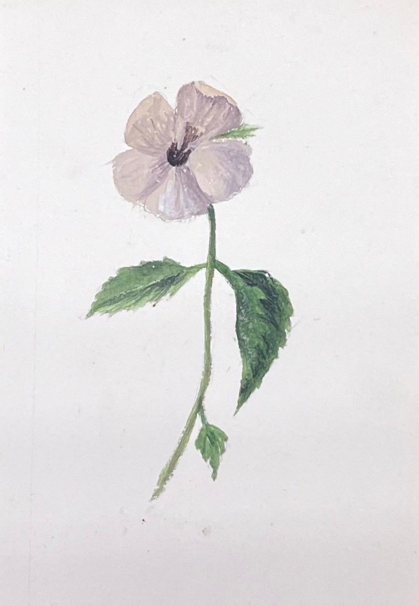 Pregiato Antique British Botanical Watercolour Painting Grey Pansie Flower - Still-Life Painting Grigio di Caroline Worsley