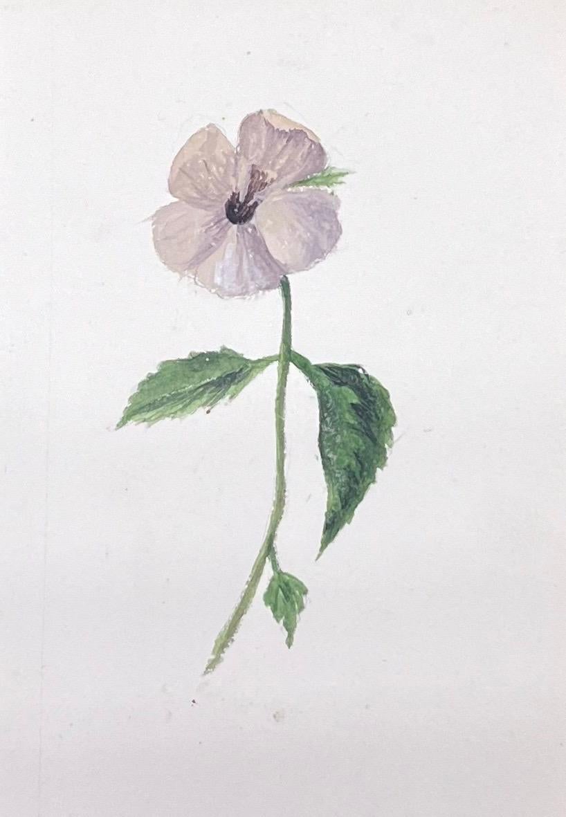 A very fine original antique English botanical watercolour painting depicting this beautiful depiction of a flower/ plant. The work came to us from a private collection in Surrey, England and had been part of an album of works assembled by the