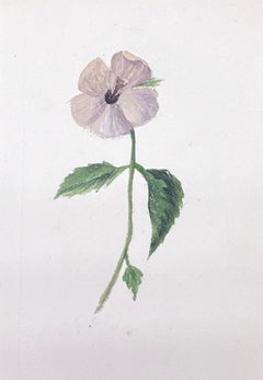 Fine Antique British Botanical Watercolour Painting Grey Pansie Flower