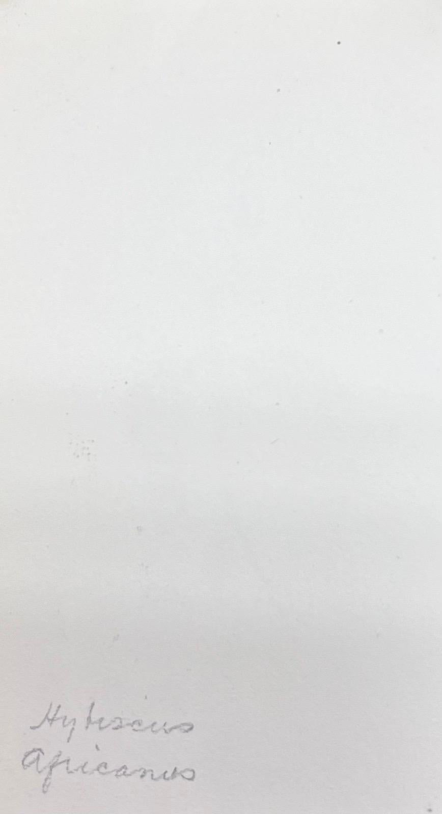 Un antico e pregiato acquerello botanico inglese che raffigura questa bellissima rappresentazione di un fiore o di una pianta. L'opera ci è giunta da una collezione privata del Surrey, in Inghilterra, e faceva parte di un album di opere assemblate