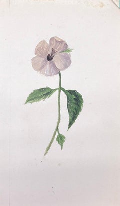 Belle peinture botanique britannique ancienne à l'aquarelle - Fleur de Pansie grise