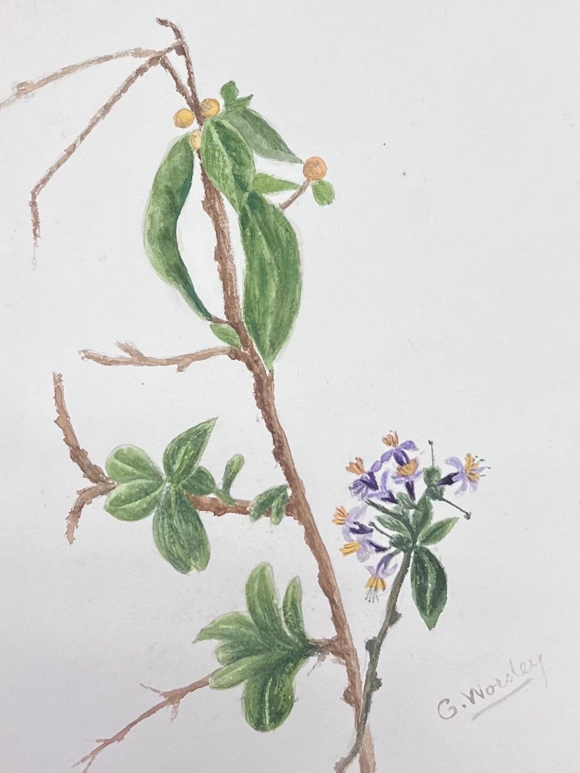 Fine Antique British Botanical Watercolour Painting Guaiacum Plant - Gray Still-Life Painting by Caroline Worsley